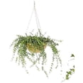 thumbnail image 3 of Hanging Planters with Chains, Wall Mounted Iron Flower Pot Holder, for Planting Ivy and Fern for Window Porch Balcony and Home Decor Gold, 3 of 6
