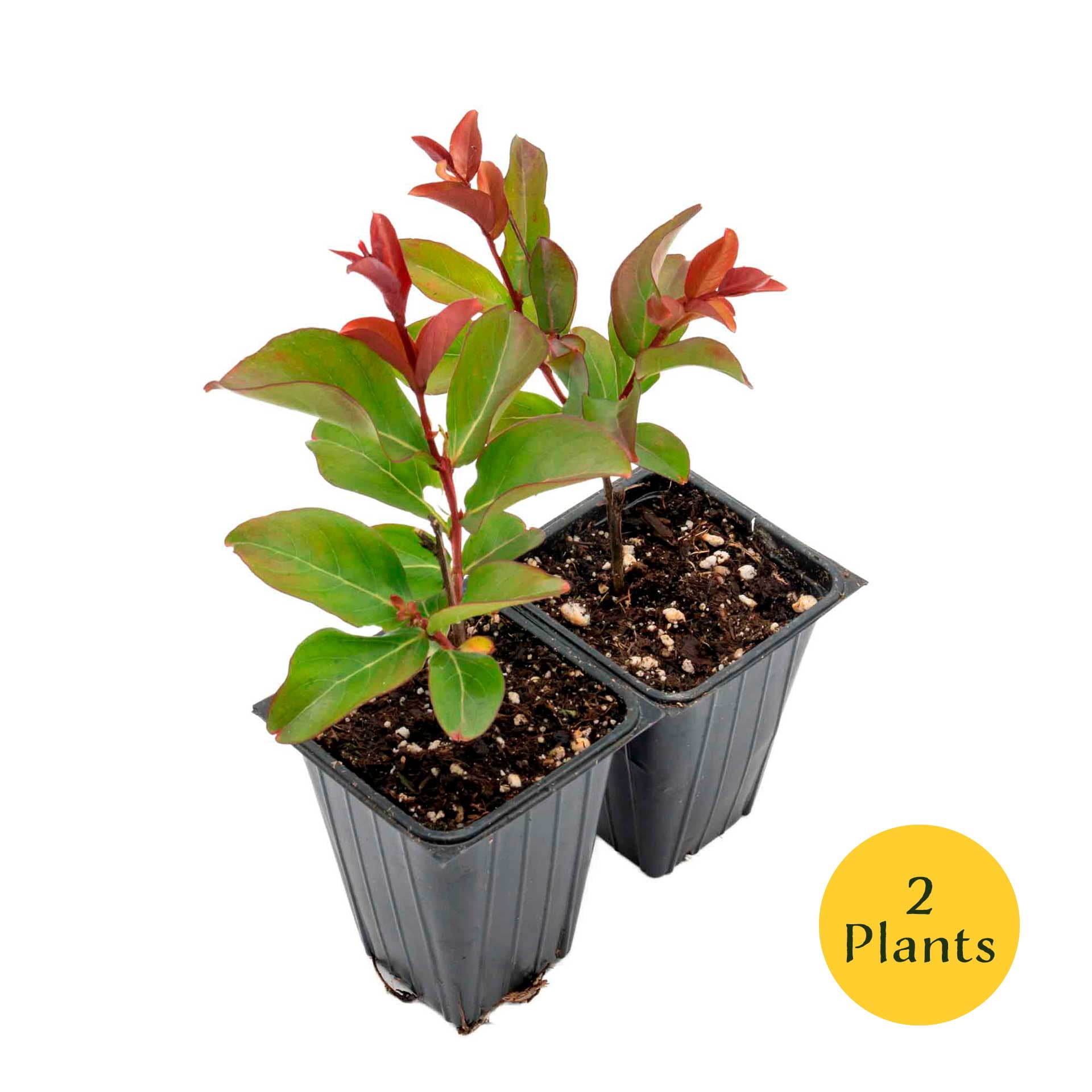 2 Red Rocket Crape Myrtle Trees – Fast-Growing Cherry-Red Flowering Tree for Hedges, Screens & Accents (Lagerstroemia indica ‘Red Rocket’) in 3.5″ Cubes, Live Plants