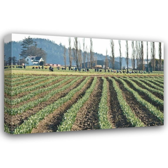 Dana Styber 40x28 Gallery Wrapped Canvas Wall Art Titled - Daffodil Harvest I