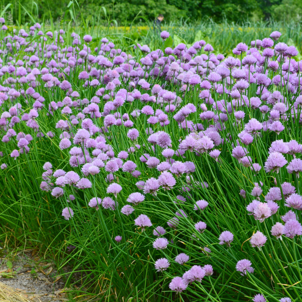 Set 10 Garlic Chives Live Plant Bare Roots Hardy Perennial Herb for Growing Indoor Outdoor