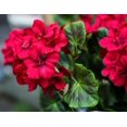thumbnail image 7 of Morttic 2PCS 14'' Artificial Geraniums Silk Flowers Outdoor Garden Hanging Basket Porch Home Decor, 7 of 7