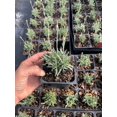 thumbnail image 4 of Daylily Nursery Frosty Fire Dianthus Live Plants in 3.5" Pots, 4 of 5