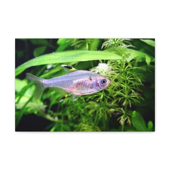 X-ray Fish Hunting X-ray Fish on Hunt Print Animal Wall Art Wildlife Canvas Prints Wall Art Ready to Hang Unframed