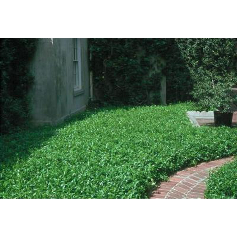 Classy Groundcovers Asiatic Jasmine Asian Jasmine, Dwarf Jasmine
