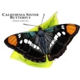 thumbnail image 3 of CafePress - California Sister Butterfly Mug - 11 oz Ceramic Mug - Novelty Coffee Tea Cup, 3 of 6