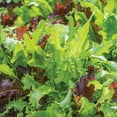 thumbnail image 4 of Burpee Organics Classic Mix Mesclun Seed Tape - Non-GMO, Organic Vegetable Gardening Seeds, 22.5 ft Tape, 500 Seeds, 1-Pack, 4 of 6