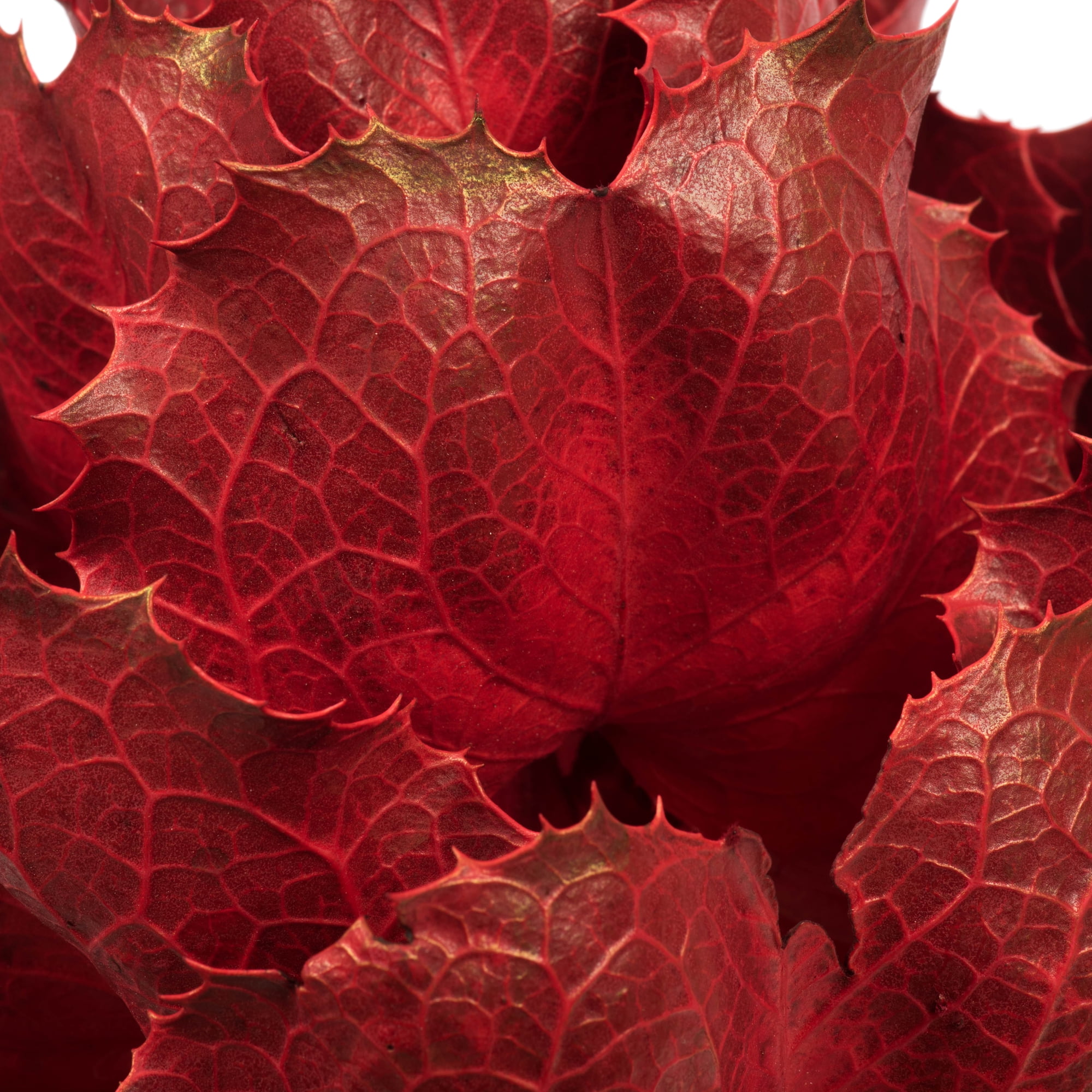 Vickerman 8" Dried Red Queen Flower