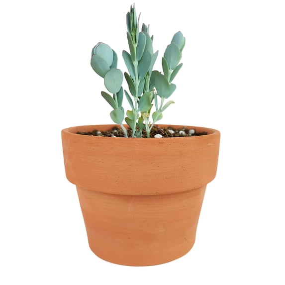 Kalanchoe Panamensis - Kalanchoe Marnieriana (4"+ Clay Pot) - Tiny, Lovely, Easy to Care Succulent for Beginners - Live Healthy Succulent for Home Office