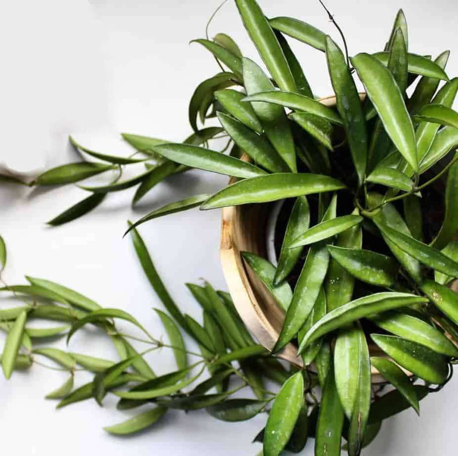Thirsty Leaves Hoya String Bean Plant - Thumbnail 5