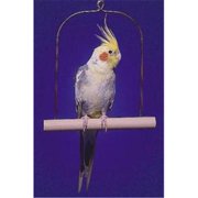 Wooden Cockatiel Swing - 7 L x 9.25 H in.