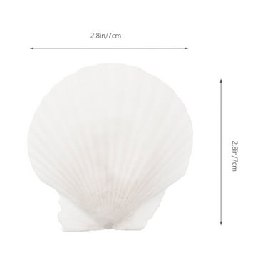 Stri 10pcs White Scallops Shell Seashells Large Natural Shell Embellishment Craft Material