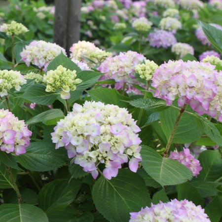 RedCrocus 'Endless Summer' Bigleaf Hydrangea- Vibrant Summer to Fall Blooms, Pollinator Attractant, Container Friendly, Non-Toxic, Deciduous Garden Shrub 3 Gallon