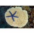 thumbnail image 2 of Fiji, Starfish (Linckia Laevigata) on hard Plate Coral; Vanua Levu Poster Print (17 x 11), 2 of 4