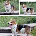 thumbnail image 4 of HQREA Cute Dog Belly Cover Waterproof Dogs BellyBand Comfy Pet Diaper Wrap for Outdoor, 4 of 6