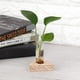 thumbnail image 3 of 5 uds florero transparente de vidrio maceta terrario mesa de escritorio planta hidropónica bonsái, 3 of 8