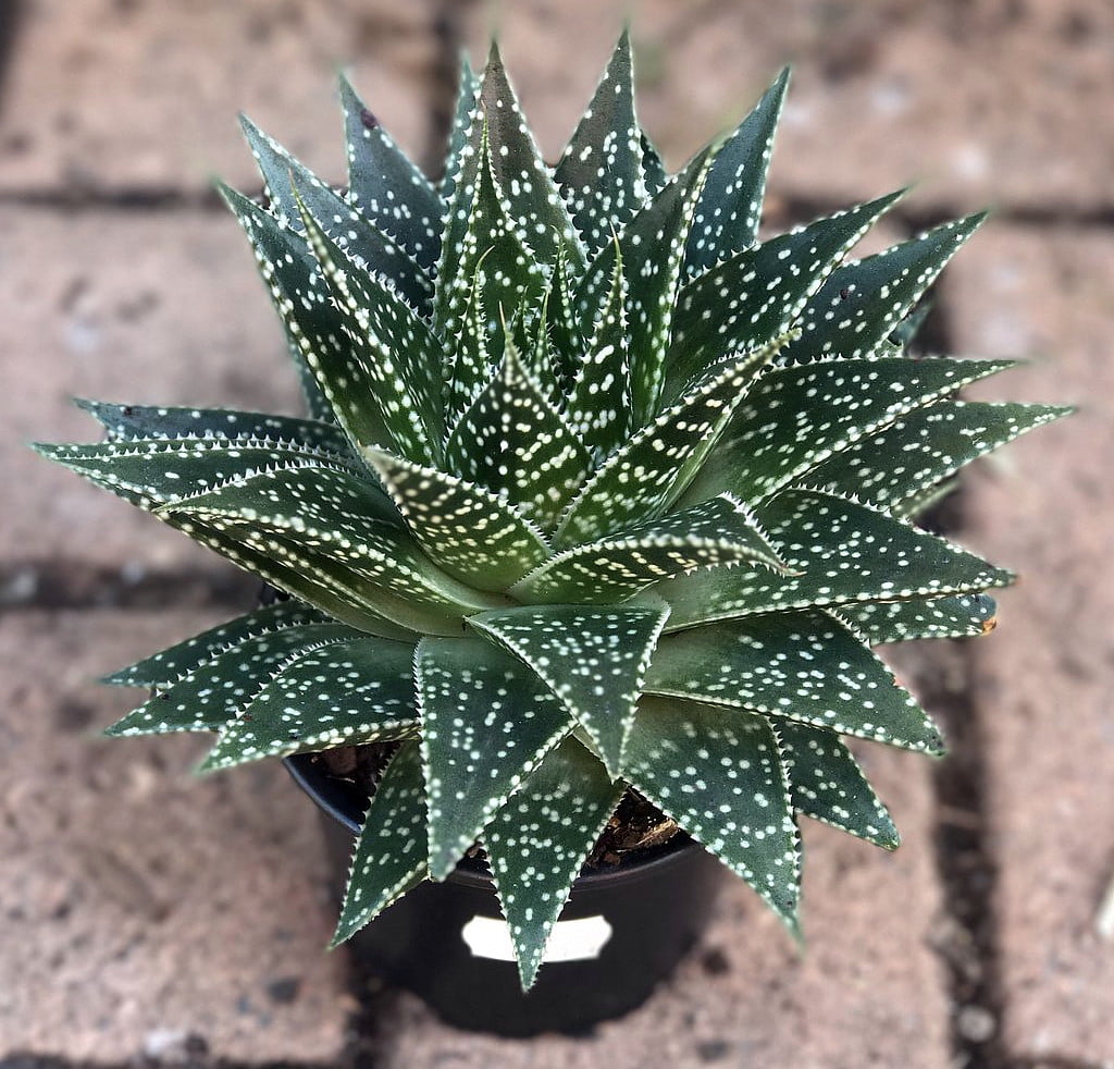 Rare Durban Sharp Tongue Plant Gasteria durban 2" Pot Collector's