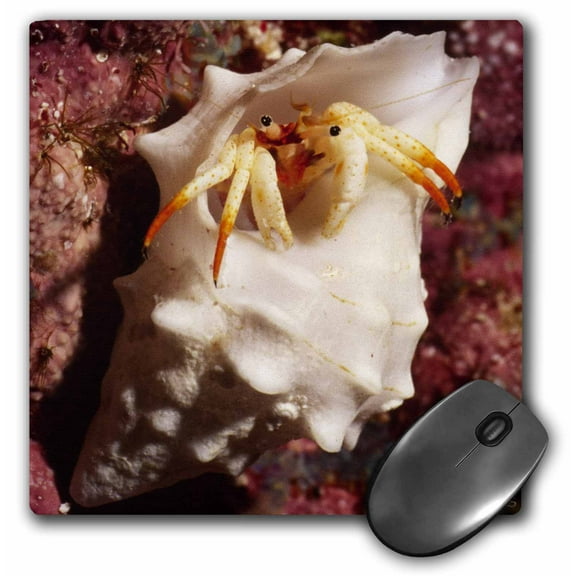 3dRose Small White Hermit Crab makes its home in an empty shell that is much to large for it, Mouse Pad, 8 by 8 inches