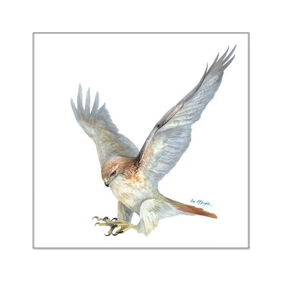 CafePress - Striking Red Tail Hawk Square Sticker 3&Quot; X 3& - Square Sticker 3" x 3"