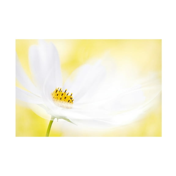 Trademark Fine Art Jacky Parker Swirl Canvas Wall Art