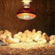 thumbnail image 3 of 250w Infrared Heat Lamp Waterproof Anti-explosion Thickened Light Bulbs For Piglet Chicken Duck, 3 of 4