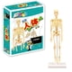thumbnail image 2 of Modelo educativo de esqueleto humano de 35 cm para hacer uno mismo, modelo de esqueleto anatómico humano, suministros de ciencia médica, 2 of 4