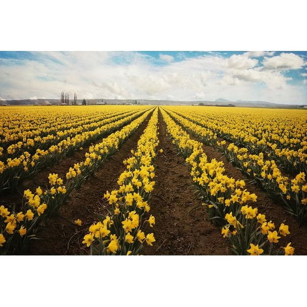 "Daffodils Forever" Painting Print on Wrapped Canvas