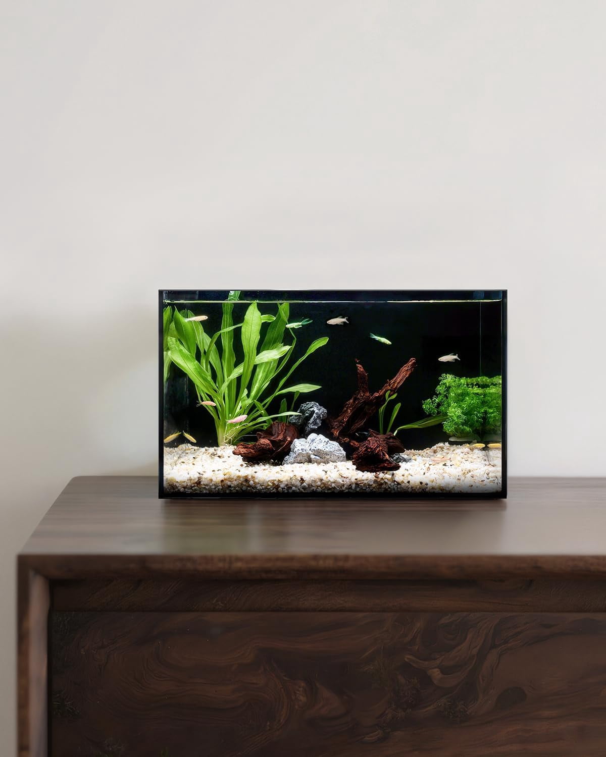 2.5 Gallon Clear Glass Aquarium for Betta Fish, Goldfish, Snails, Shrimp and Live Aquatic Plants