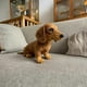 thumbnail image 1 of The Dachshund Dog, Emotional Healing on Demand, Realistic Dachshund Dog Plush with Ultra-Soft Fur and Hug-Like Design, Realistic Emotional Companion T, 1 of 5