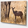 thumbnail image 2 of Grants Gazelle Standing in Long Grass - Animal Canvas Art Print, 2 of 4
