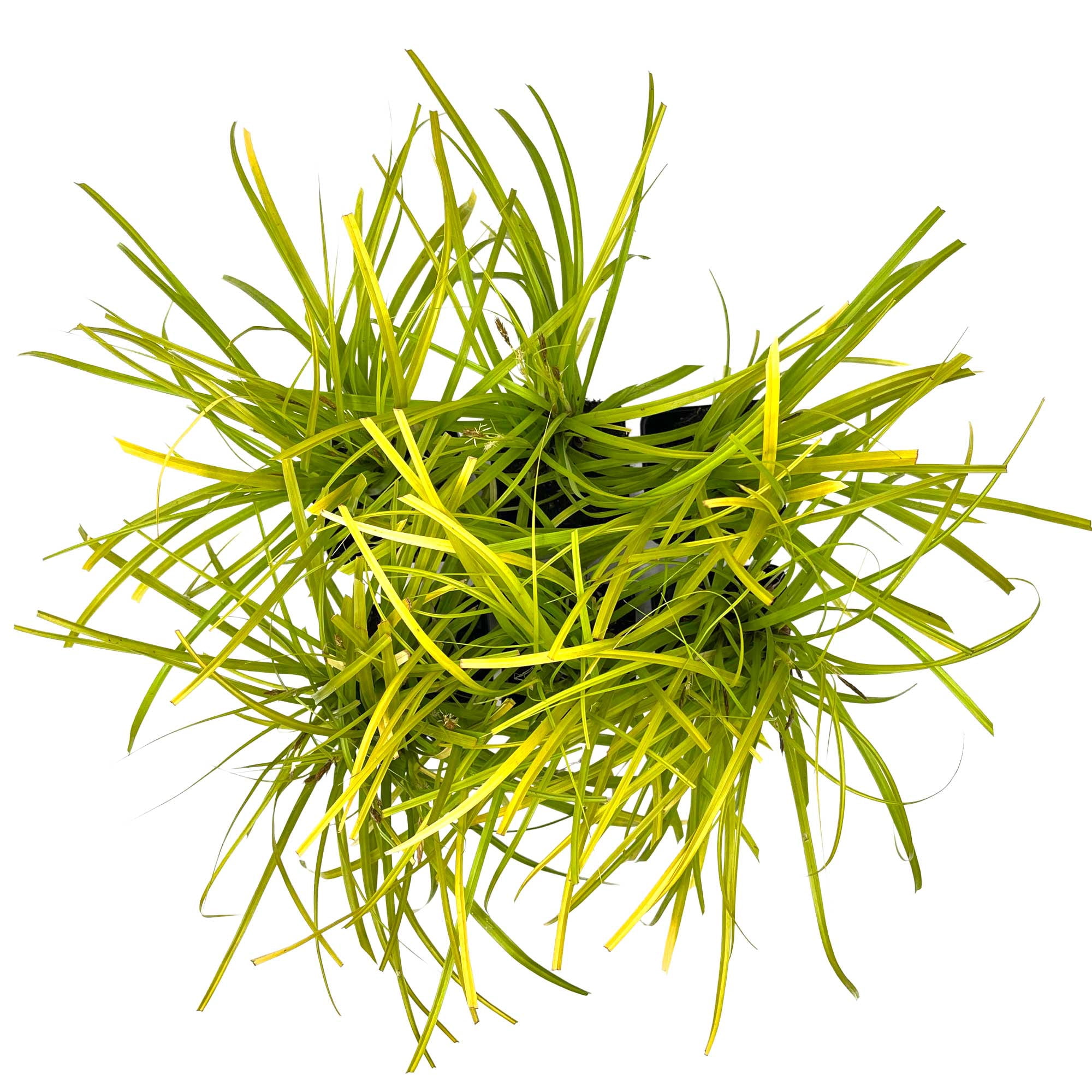 6 Everillo Sedge Grass – Evergreen Clumping Ornamental Grass with Arching Golden Foliage for Shade, Borders & Containers (Carex oshimensis ‘Everillo’) in 3.5″ Cubes, Live Plants