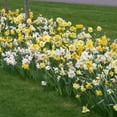thumbnail image 2 of Wholesale Mixed Daffodil Flower Bulbs - 500+ Bulbs per Pack - Deer Resistant - Good as Cut Flowers - Naturalizing - Perennializing - Grow Indoors or Outdoors – Easy to Grow Live Plant Garden, 2 of 6