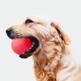 thumbnail image 3 of Solid TPR Pet Balls Bouncy Bite-Resistant Pet Training Chewing Playing Ball Interactive Toy, 3 of 4