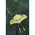 thumbnail image 2 of Posterazzi DPI1787909 Closeup of Unique Butterfly Poster Print by Natural Selection Jeff Lepore, 12 x 18, 2 of 4