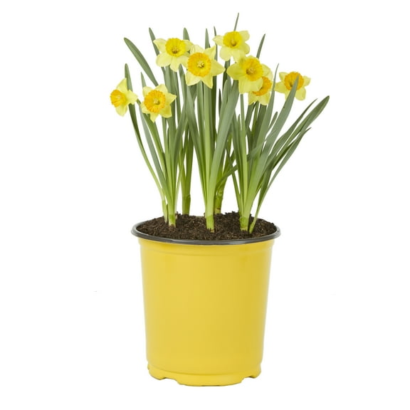 Expert Gardener 2.5QT Yellow Daffodil Live Plant for Full Shade