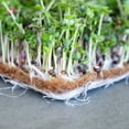 thumbnail image 3 of Pro Micro Jute Microgreens Grow Mat Roll - 10 Inches Wide By 100 Feet Long - 1 Roll - Professional Hydroponic Growing Pad for Trays or Gutter - Micro Greens & Wheatgrass, 3 of 5