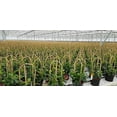 thumbnail image 7 of 10-Packed in Carton, 18" Natural Bamboo U Trellis Support for Climbing Plants, U Hoop Trellis Perfect for Potted Plant Growing$$Garden & Patio, 7 of 7