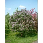 Seed Kingdom 700 Lilac Syringa Vulgaris Flower Seeds