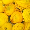 thumbnail image 2 of Yellow Ranunculus - Fresh Cut - 140 Stems, 2 of 8