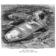 thumbnail image 2 of White Whale. /Nline Engraving, 19Th Century. Poster Print by  (18 x 24), 2 of 2