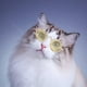 thumbnail image 4 of Gafas de sol para perros y gatos | Montura redonda estilo retro | Tamaño pequeño para muñecos y accesorios de fotos | 12 colores con lentes reflectantes, 4 of 7