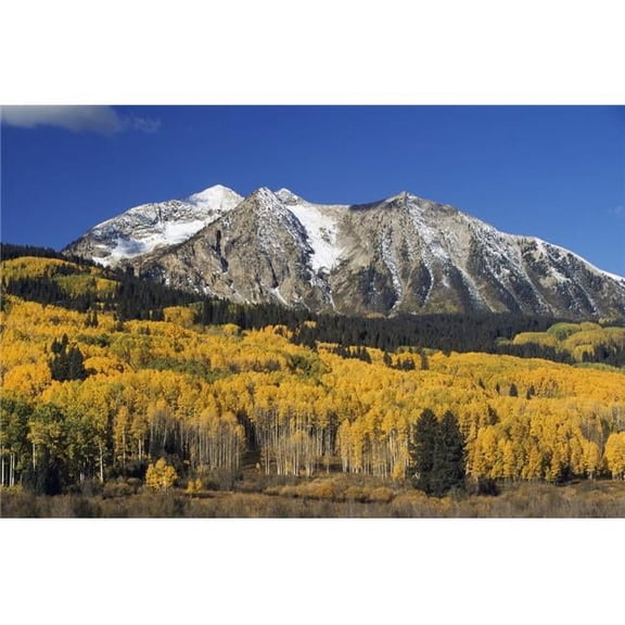 Aspen Trees in Autumn Rocky Mountains Colorado USA Poster Print, 38 x 24 - Large