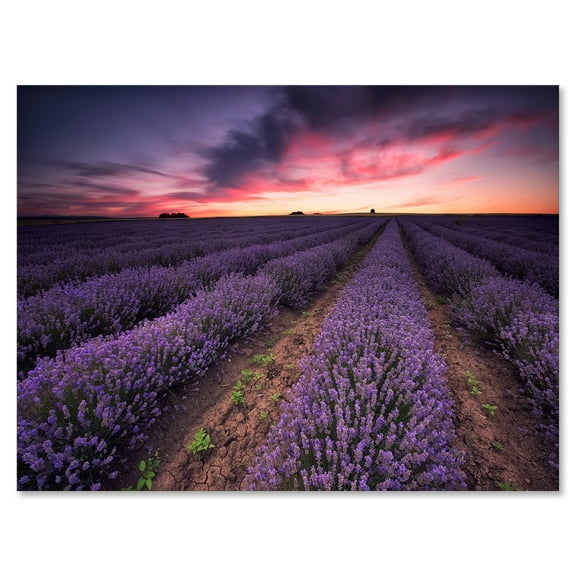 Designart ' Dramatic Clouds and Sunrise Over Lavender Field IX ' Farmhouse Canvas Wall Art Print