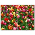 thumbnail image 1 of Picture-Tiles.com: Flowers Ceramic Tile Wall Mural WAL500652-43XL. 48"W x 36"H using (12) 12" x 12" Ceramic Tiles-Satin Finish, 1 of 3