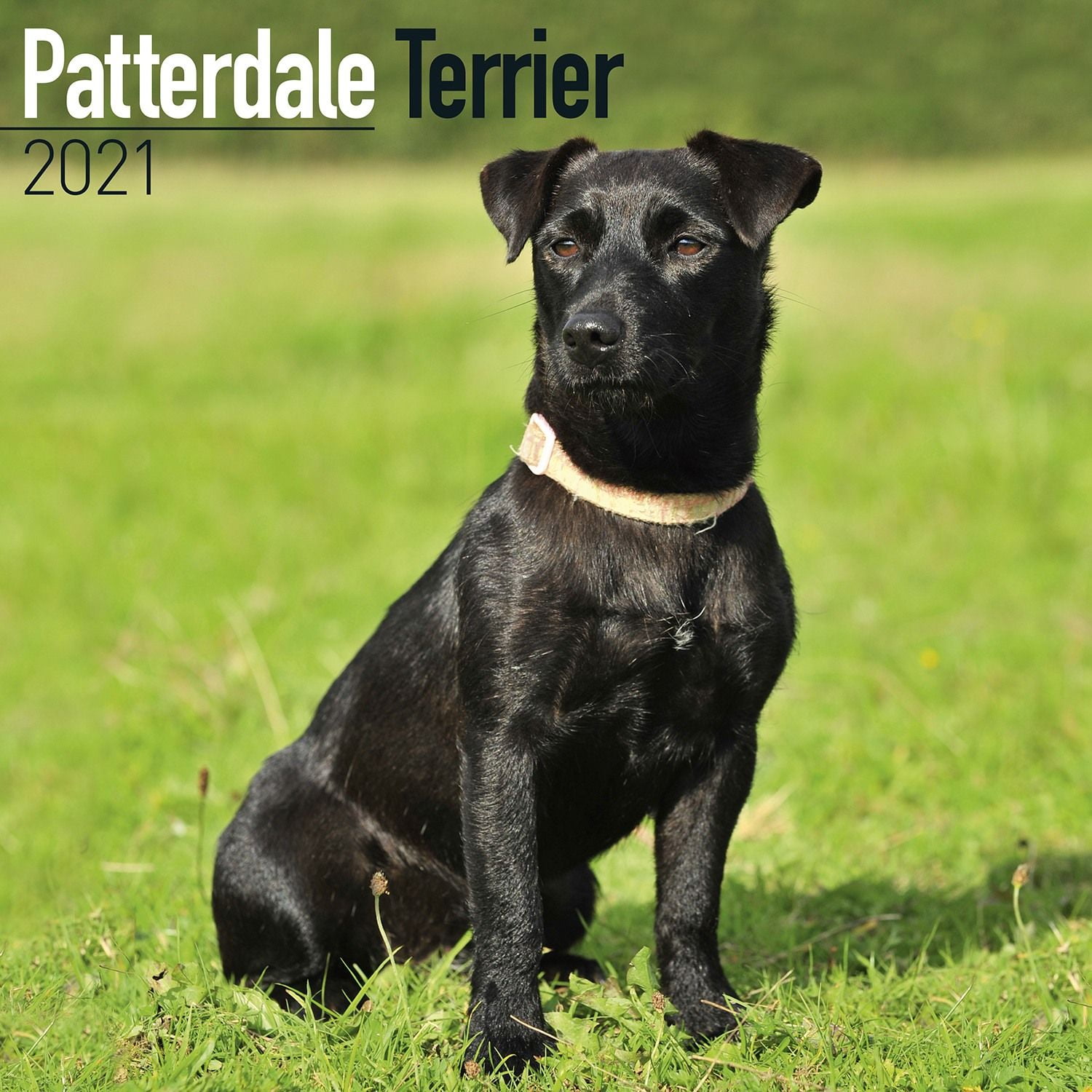 patterdale terrier dog