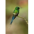 thumbnail image 2 of Jones, Adam 11x14 Gold Ornate Wood Framed with Double Matting Museum Art Print Titled - Green Thorntail hummingbird perched on plant-Costa Rica, 2 of 4