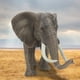thumbnail image 5 of Juguete de Elefante BuyWeekMX Alta Simulación Plástico Modelo Animal Educativo, 5 of 9