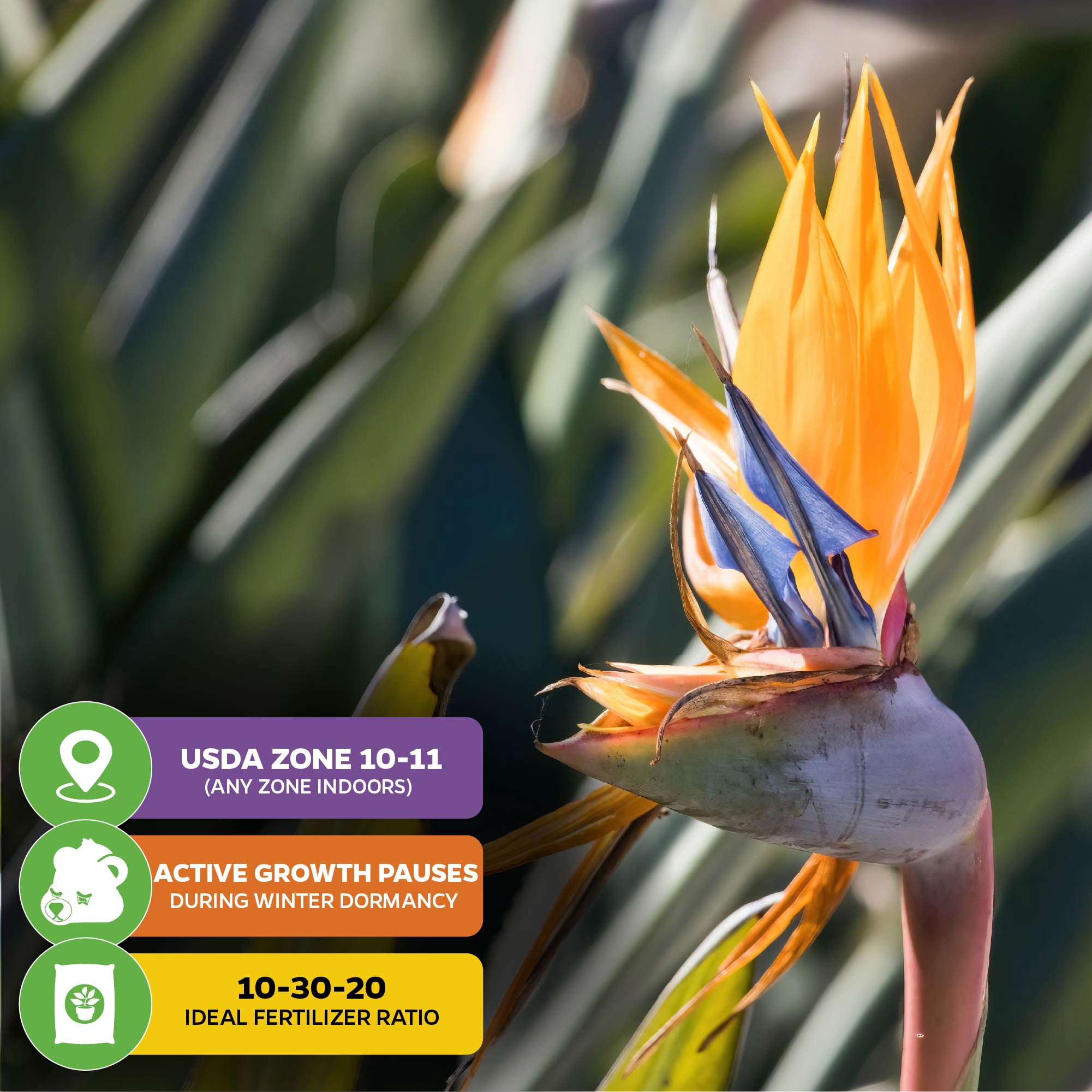 (2-Pack) Orange Bird of Paradise Live Plant - Strelitzia Reginae by Wellspring Gardens - Tropical Flowering Perennial, Exotic Indoor/Outdoor Houseplant, Easy Care, Low Maintenance