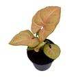 thumbnail image 4 of Neon Pink Syngonium, 2 inch Arrow Head Vine Vining Indoor Plant, 4 of 8