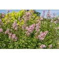 thumbnail image 2 of 1 Gallon Miss Kim Lilac Shrub 6 Pack, 2 of 6