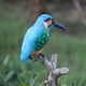 thumbnail image 3 of 5 uds., Adorno de pájaros Kingfisher , escultura de jardín, adorno para , decoración creativa para árboles, 3 of 9
